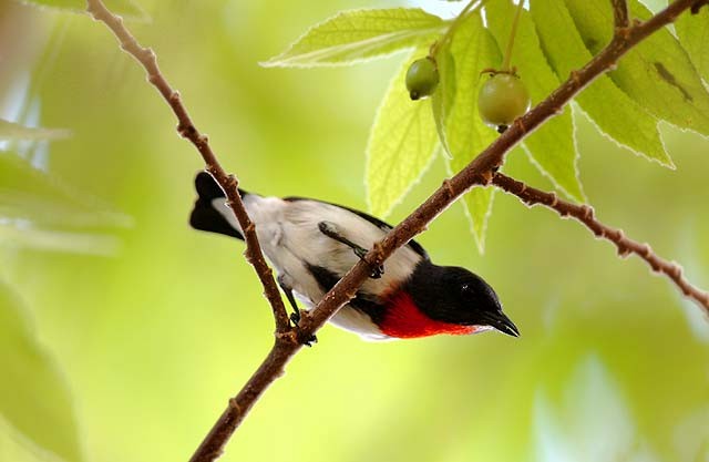 Red-chested Flowerpecker - ML205934011