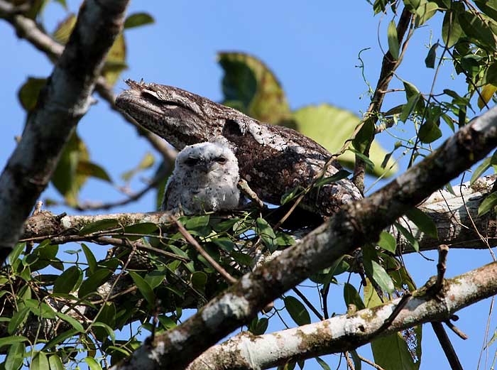 Papuan Frogmouth - Mehd Halaouate
