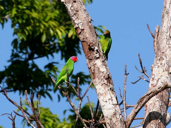 Red-cheeked Parrot - Mehd Halaouate