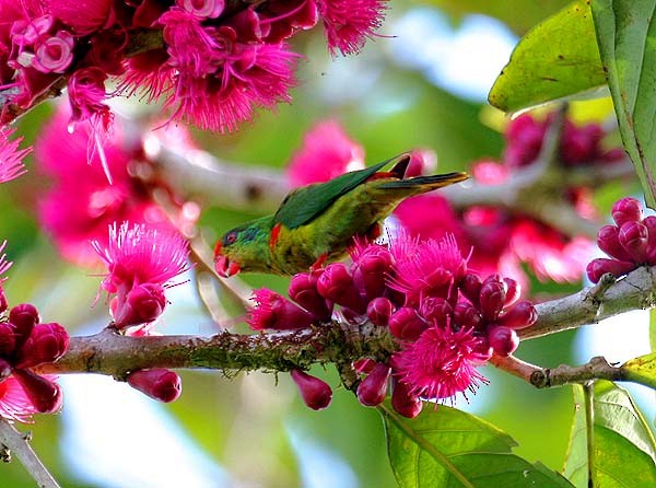 Red-fronted Lorikeet - Mehd Halaouate