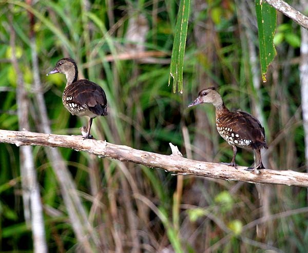 Spotted Whistling-Duck - Mehd Halaouate
