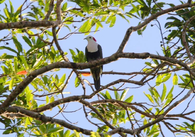 Red-naped Fruit-Dove - ML205934121