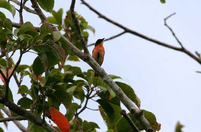 Pink-breasted Flowerpecker (Pink-breasted) - Mehd Halaouate