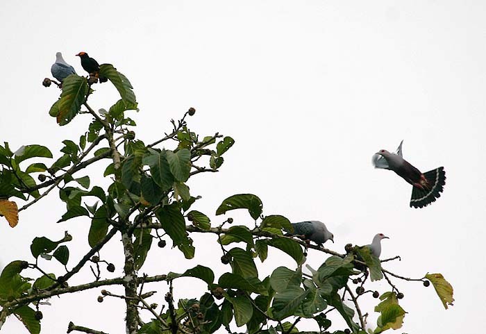 Красноглазый плодовый голубь (pinon/jobiensis) - ML205934171