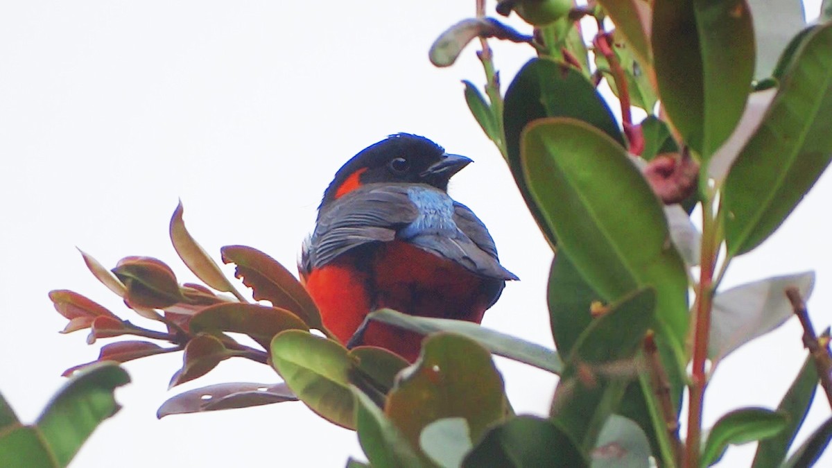 Scarlet-bellied Mountain Tanager (Scarlet-bellied) - Hector Ceballos-Lascurain