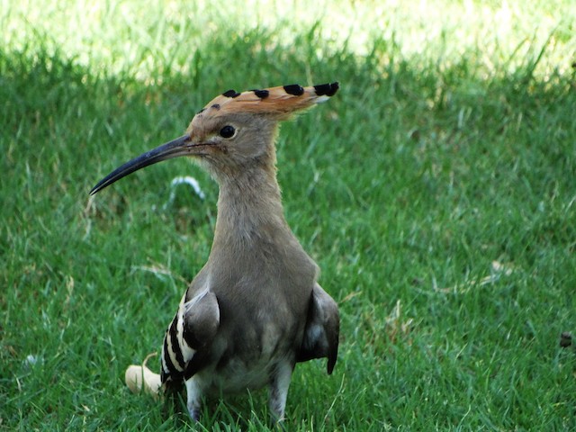 <em class="SciName notranslate">Upupa epops major</em>, Frontal View. - Eurasian Hoopoe (Eurasian) - 