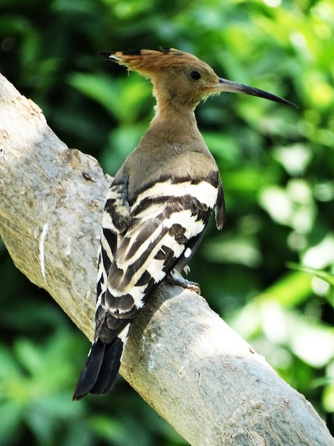 <em class="SciName notranslate">Upupa epops major</em>, Dorsal View. - Eurasian Hoopoe (Eurasian) - 