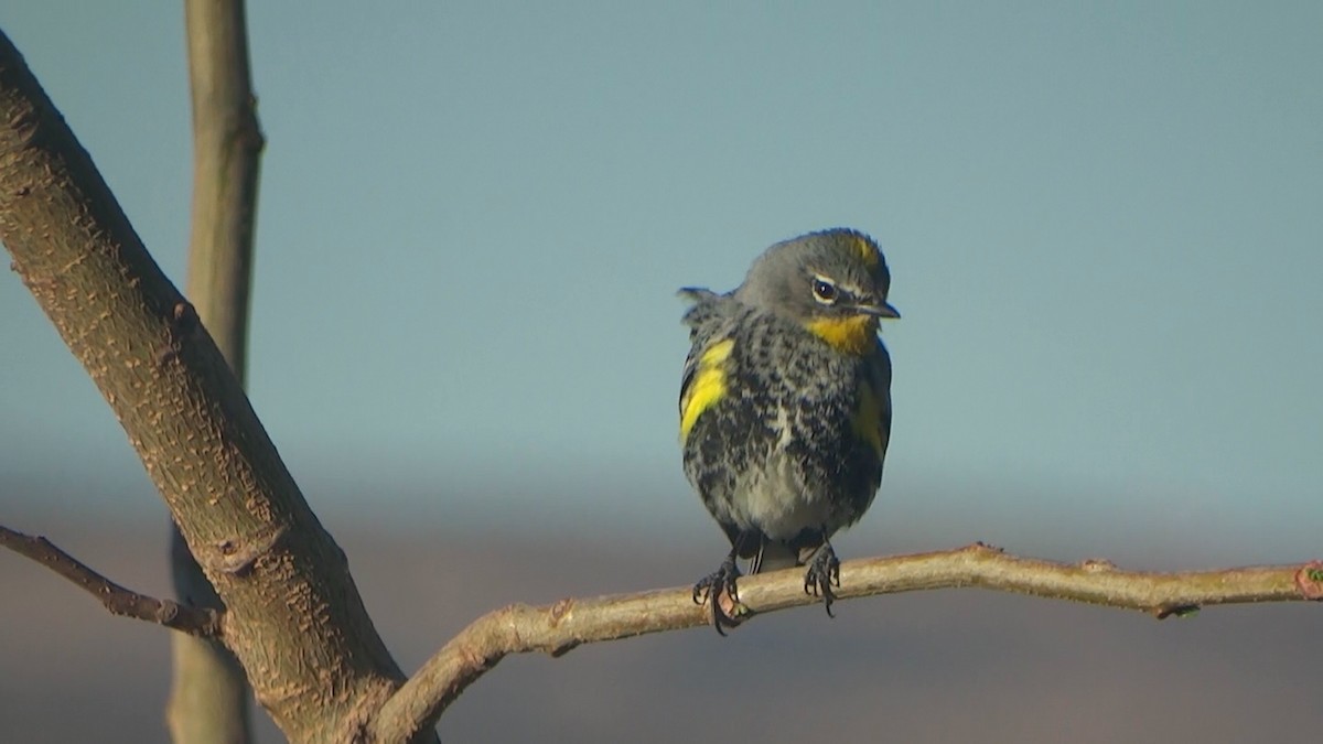 Yellow-rumped Warbler (Audubon's) - Hector Ceballos-Lascurain