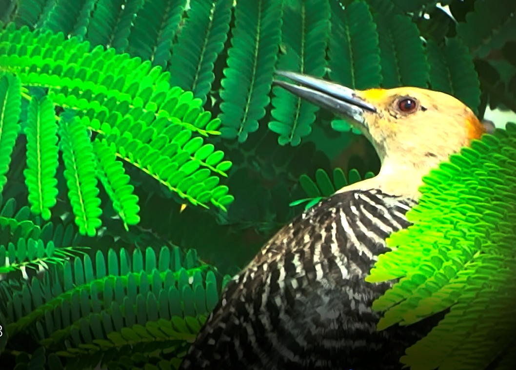 Golden-fronted Woodpecker - Hector Ceballos-Lascurain