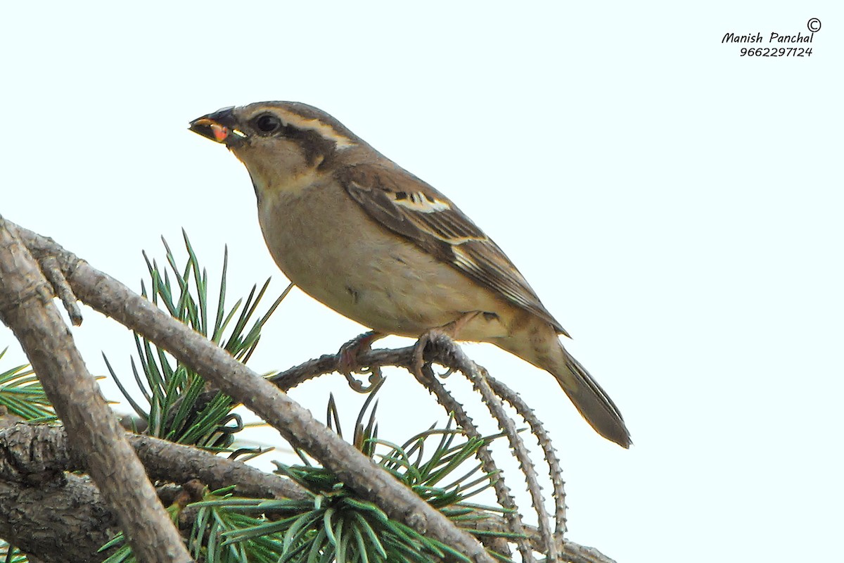 Russet Sparrow - ML205934761