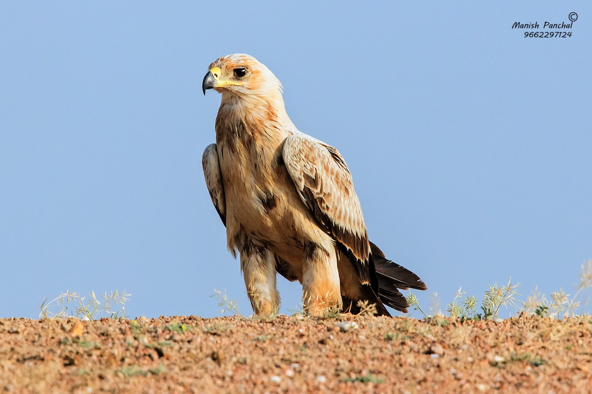 Tawny Eagle - Manish Panchal