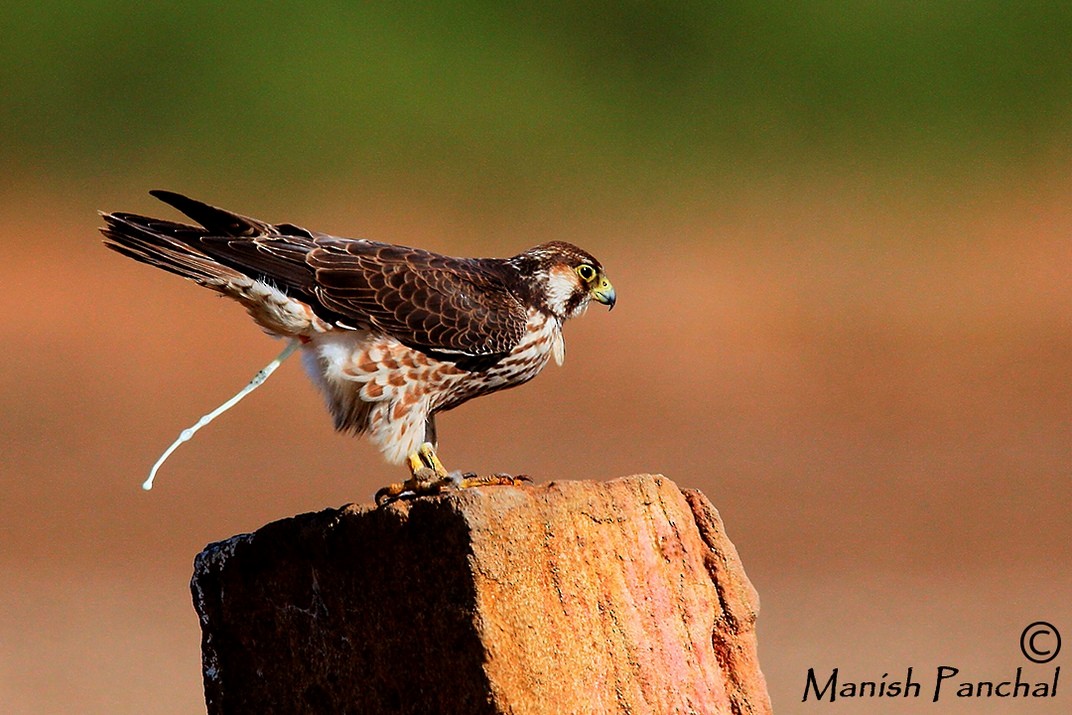 Peregrine Falcon (Shaheen) - Manish Panchal