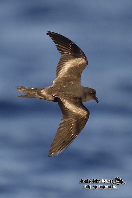 褐翅叉尾海燕 - ML205935011