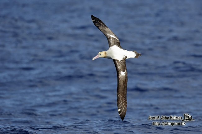 Short-tailed Albatross - John and Jemi Holmes