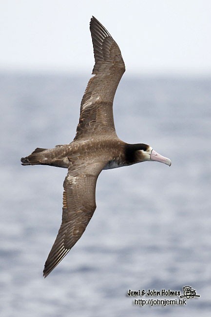 Short-tailed Albatross - John and Jemi Holmes