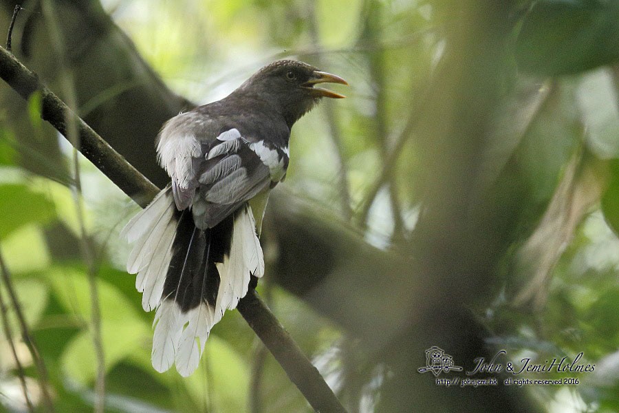 White-winged Magpie (Black-tailed) - ML205935161