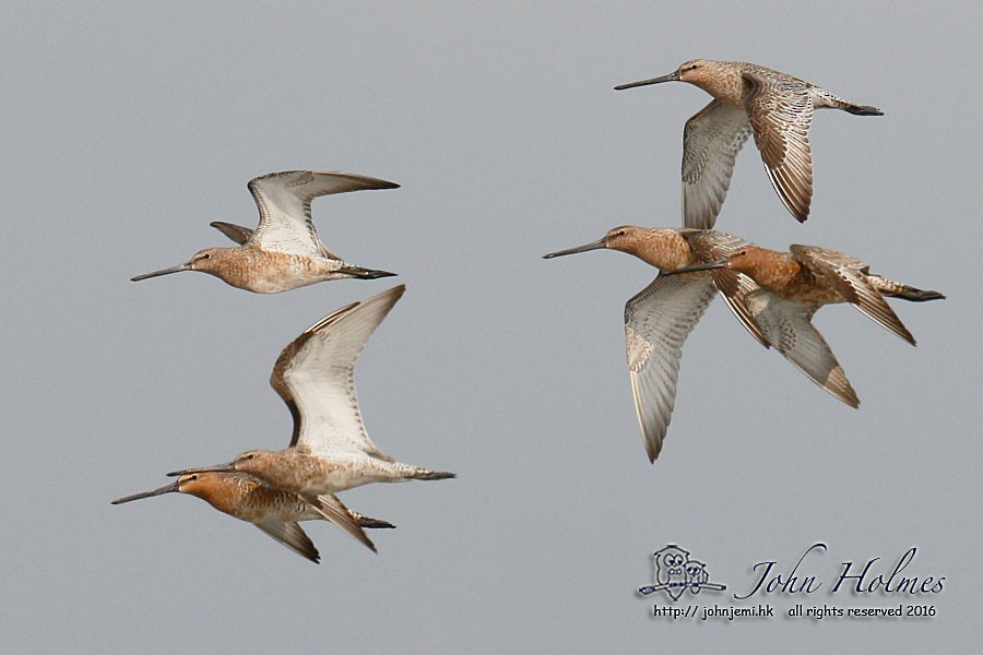 Asian Dowitcher - John and Jemi Holmes