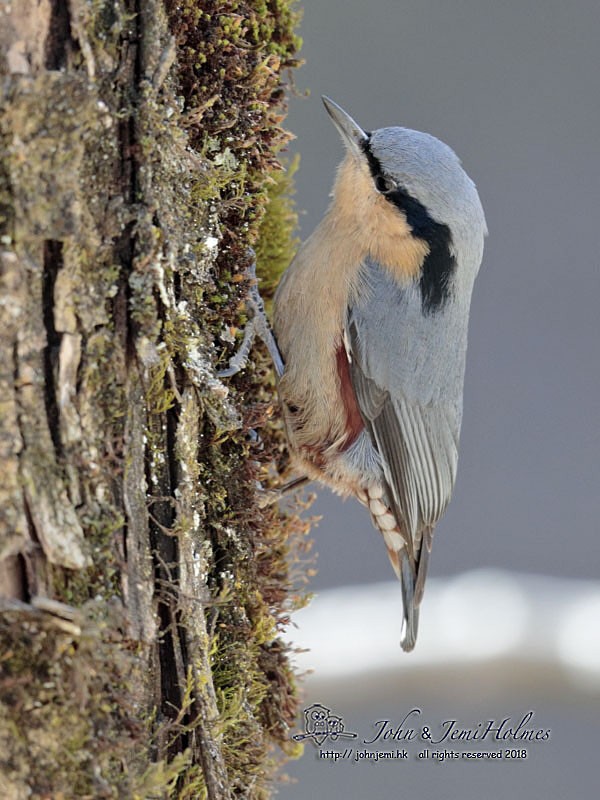 Eurasian Nuthatch (Chinese) - John and Jemi Holmes