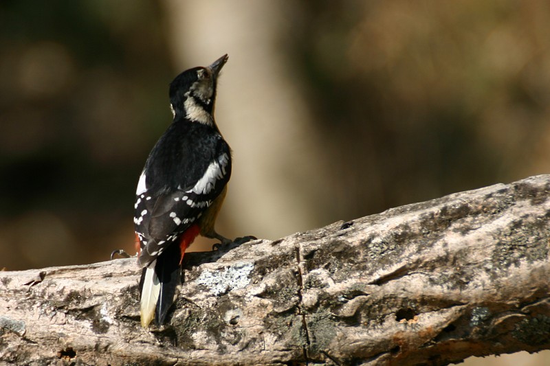 Himalayan Woodpecker - Regis Nossent