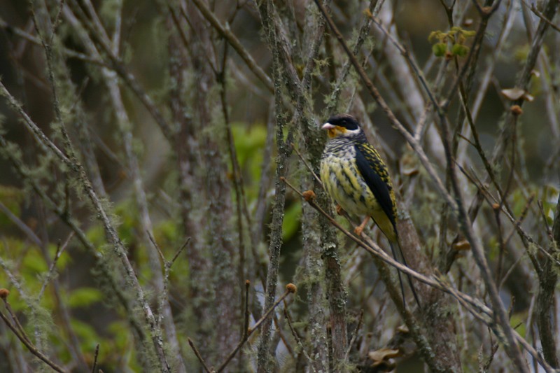 Swallow-tailed Cotinga (Swallow-tailed) - Regis Nossent