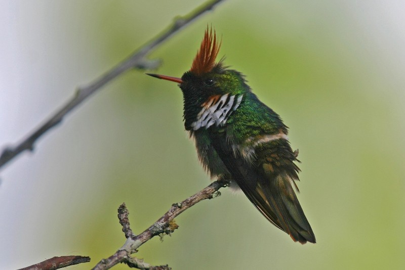 Frilled Coquette - ML205935621