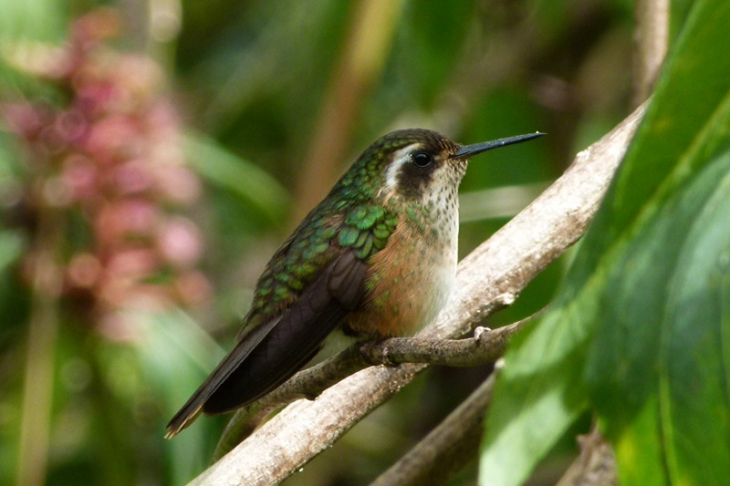 Speckled Hummingbird - Regis Nossent