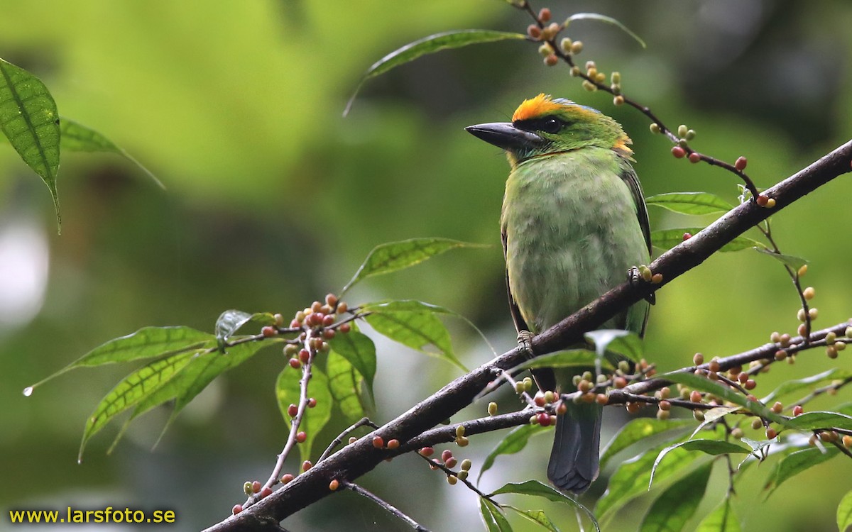 Flame-fronted Barbet - Lars Petersson | My World of Bird Photography
