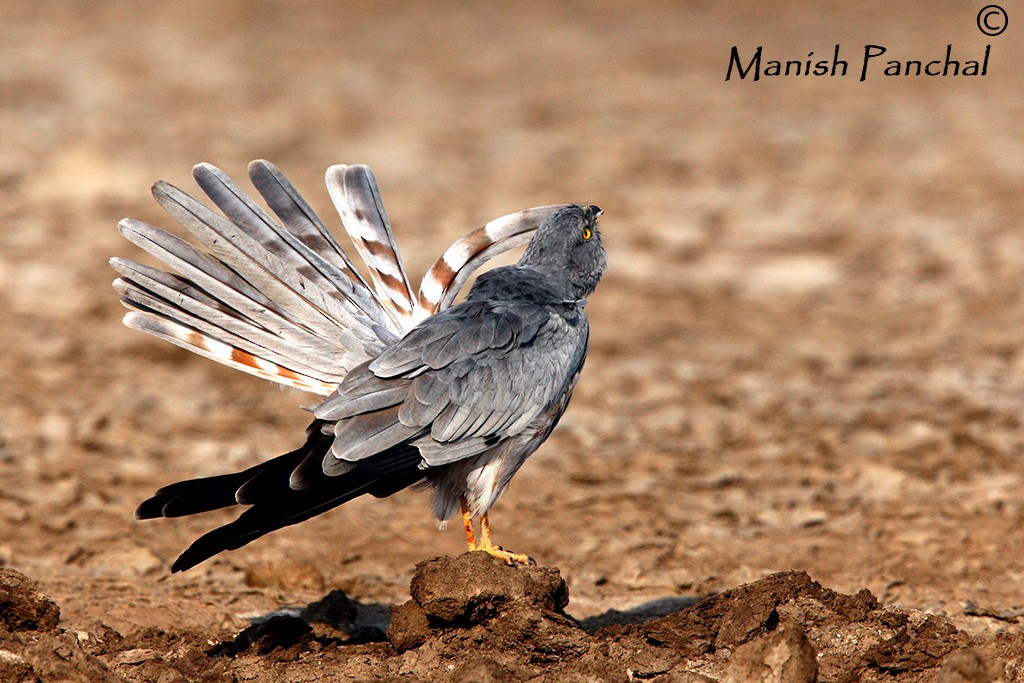 Montagu's Harrier - Manish Panchal