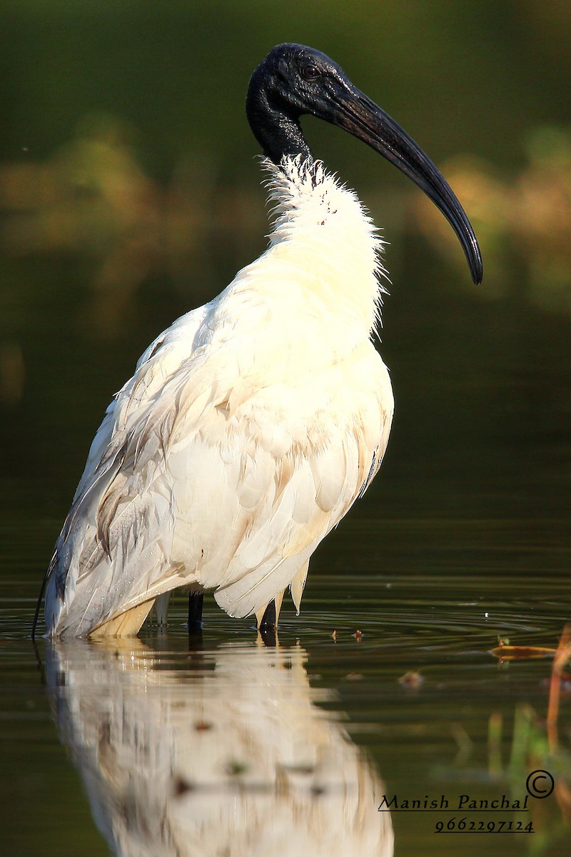 ibis černohlavý - ML205936801