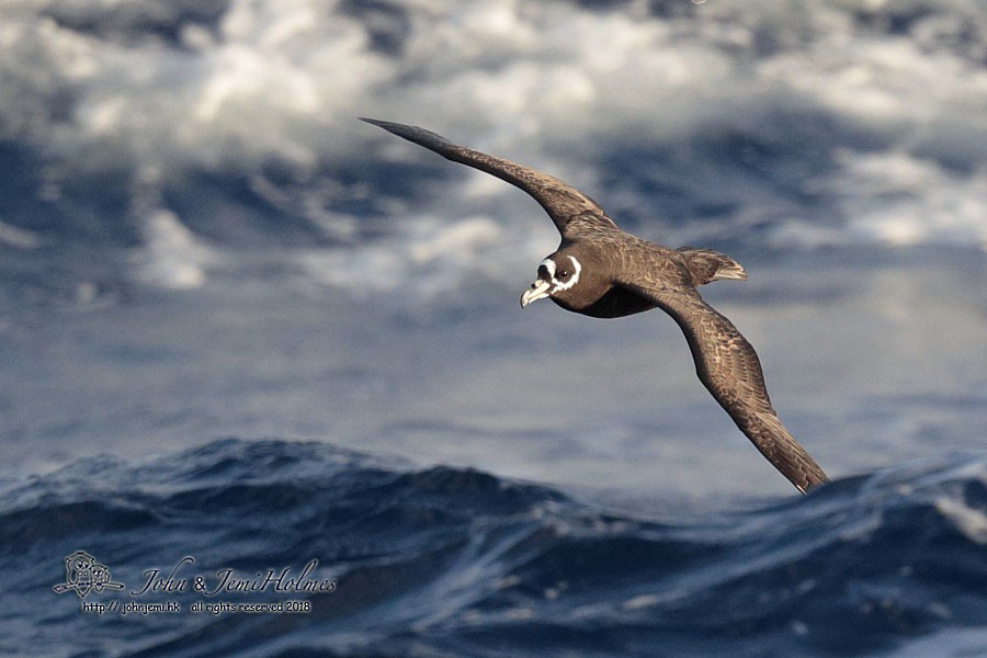 Spectacled Petrel - John and Jemi Holmes