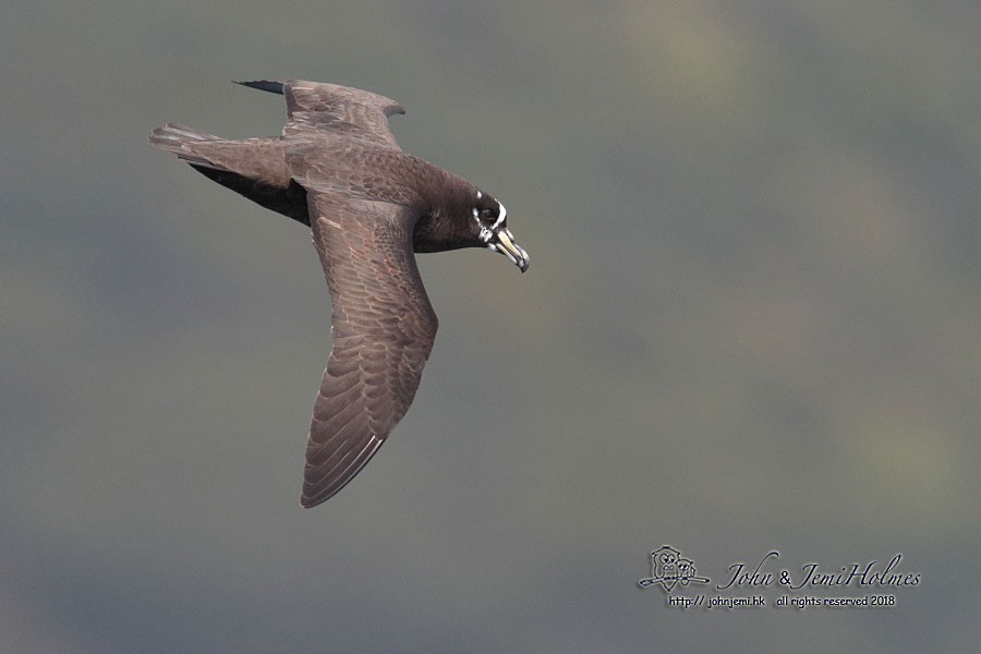 Spectacled Petrel - ML205937151