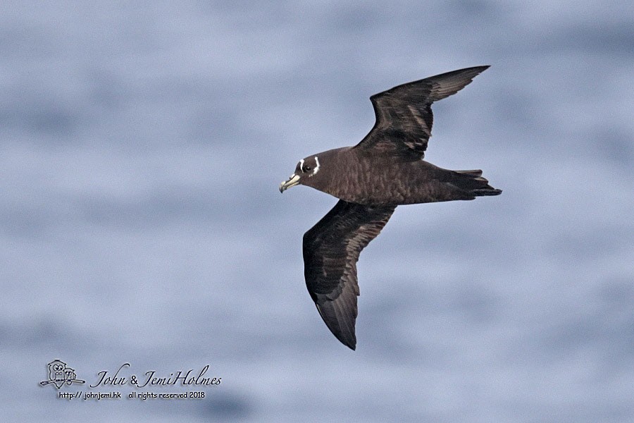 Spectacled Petrel - John and Jemi Holmes