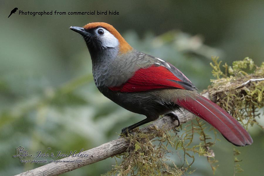 Red-tailed Laughingthrush - John and Jemi Holmes