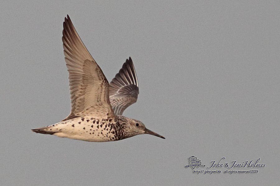 Great Knot - ML205937631