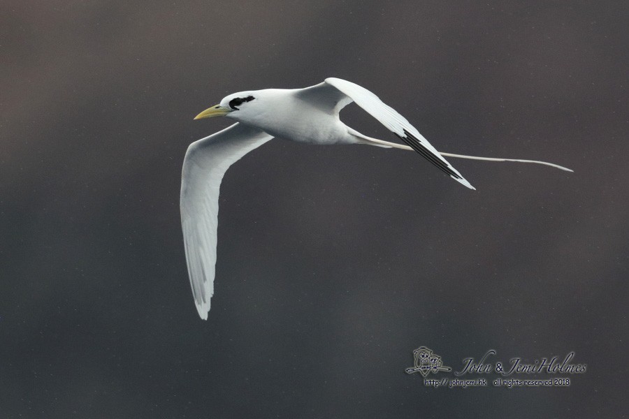 White-tailed Tropicbird (Ascension) - John and Jemi Holmes