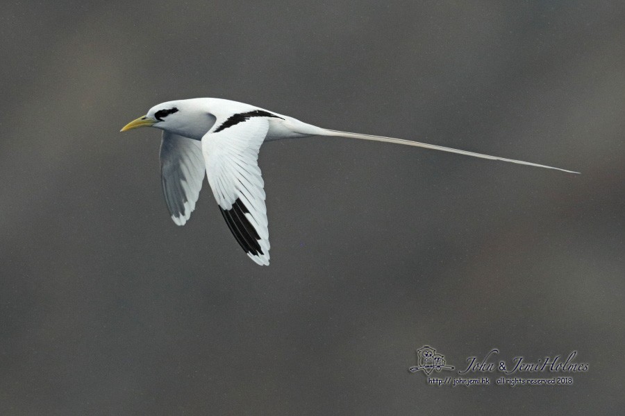 White-tailed Tropicbird (Ascension) - John and Jemi Holmes