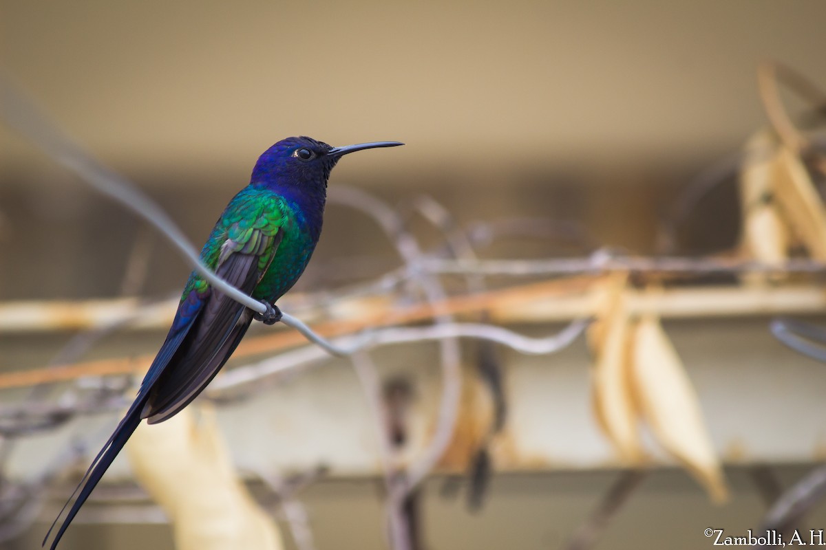 Swallow-tailed Hummingbird - André  Zambolli
