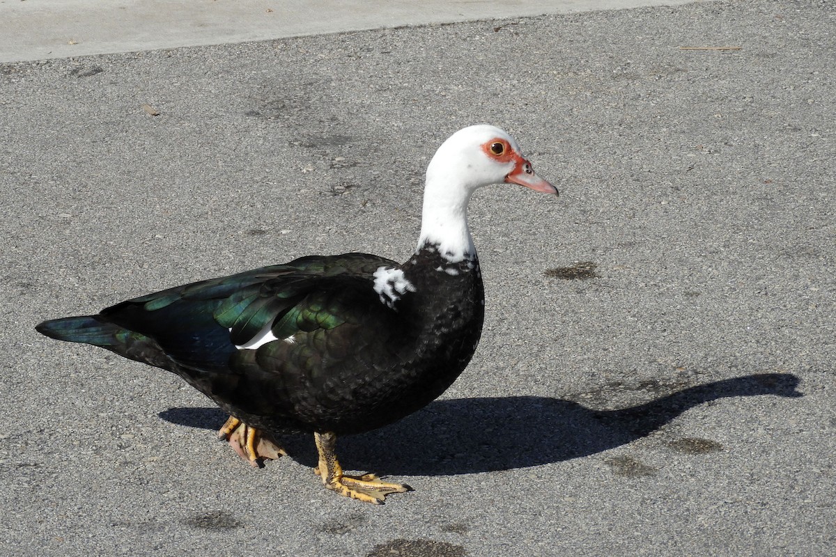 Muscovy Duck (Domestic type) - Joseph Hollick