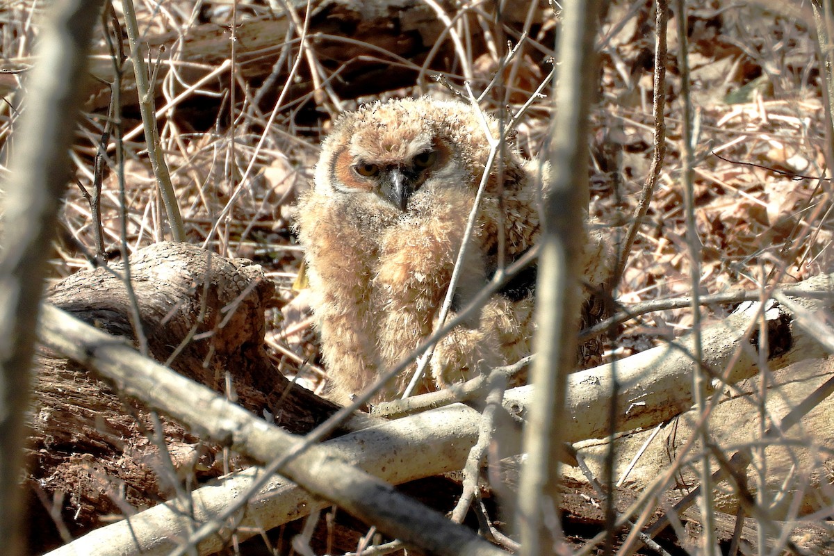 Great Horned Owl - Joseph Hollick