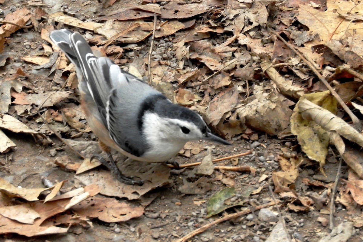 White-breasted Nuthatch - ML205938831