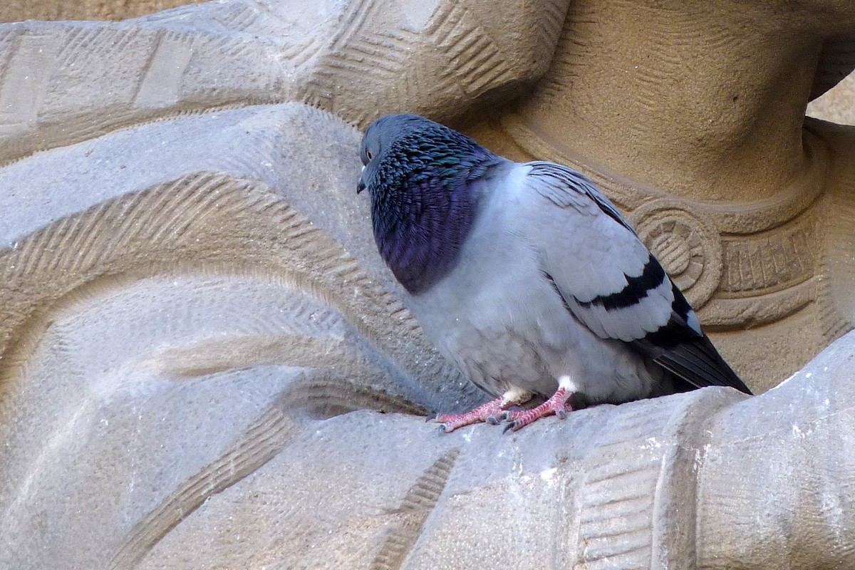 Rock Pigeon - Joseph Hollick
