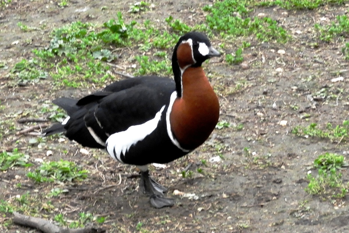 Red-breasted Goose - Joseph Hollick