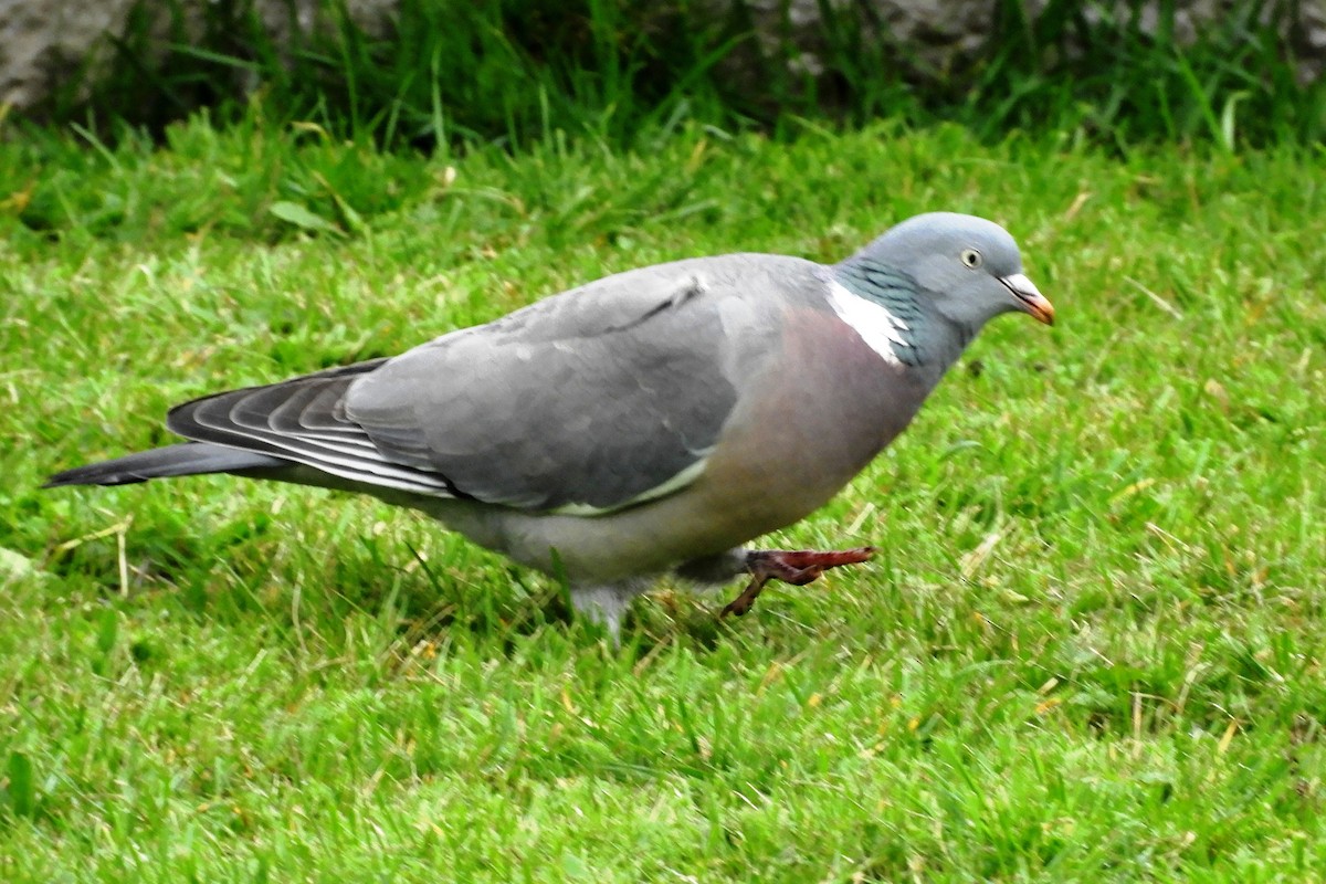 Common Wood-Pigeon - Joseph Hollick