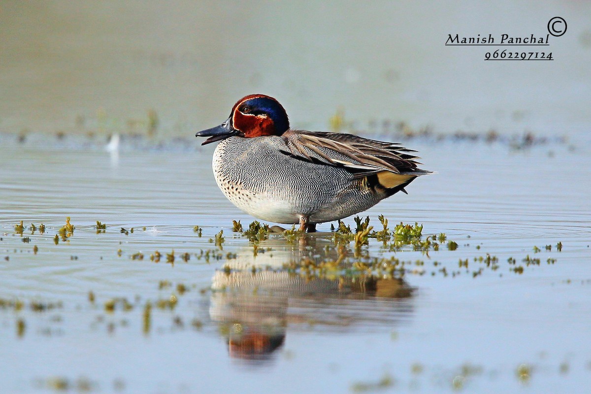 Green-winged Teal - Manish Panchal