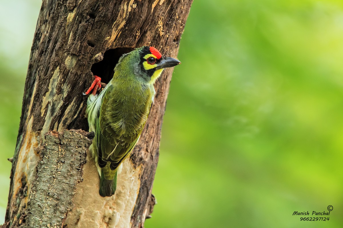 Coppersmith Barbet - Manish Panchal