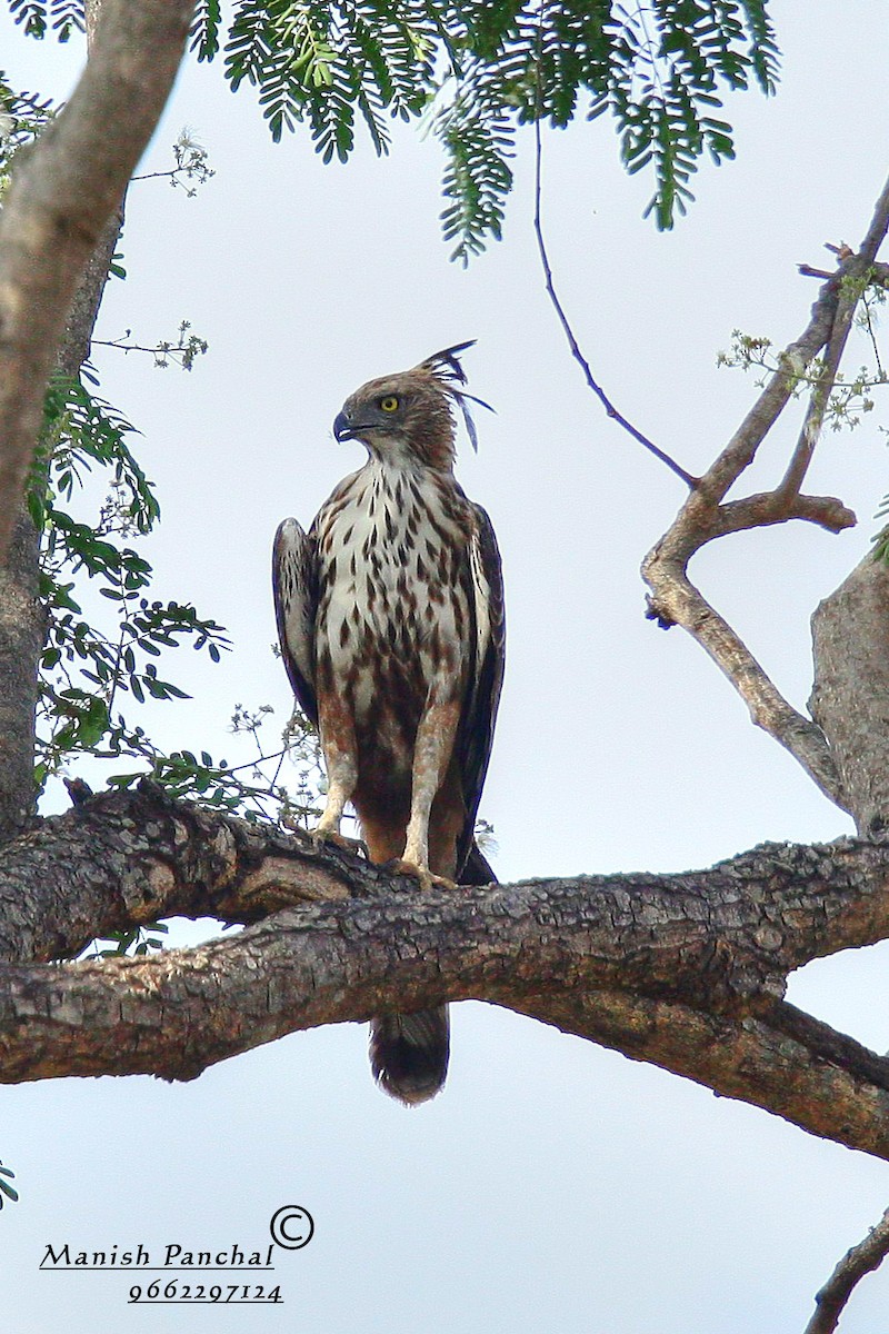 Changeable Hawk-Eagle (Crested) - Manish Panchal