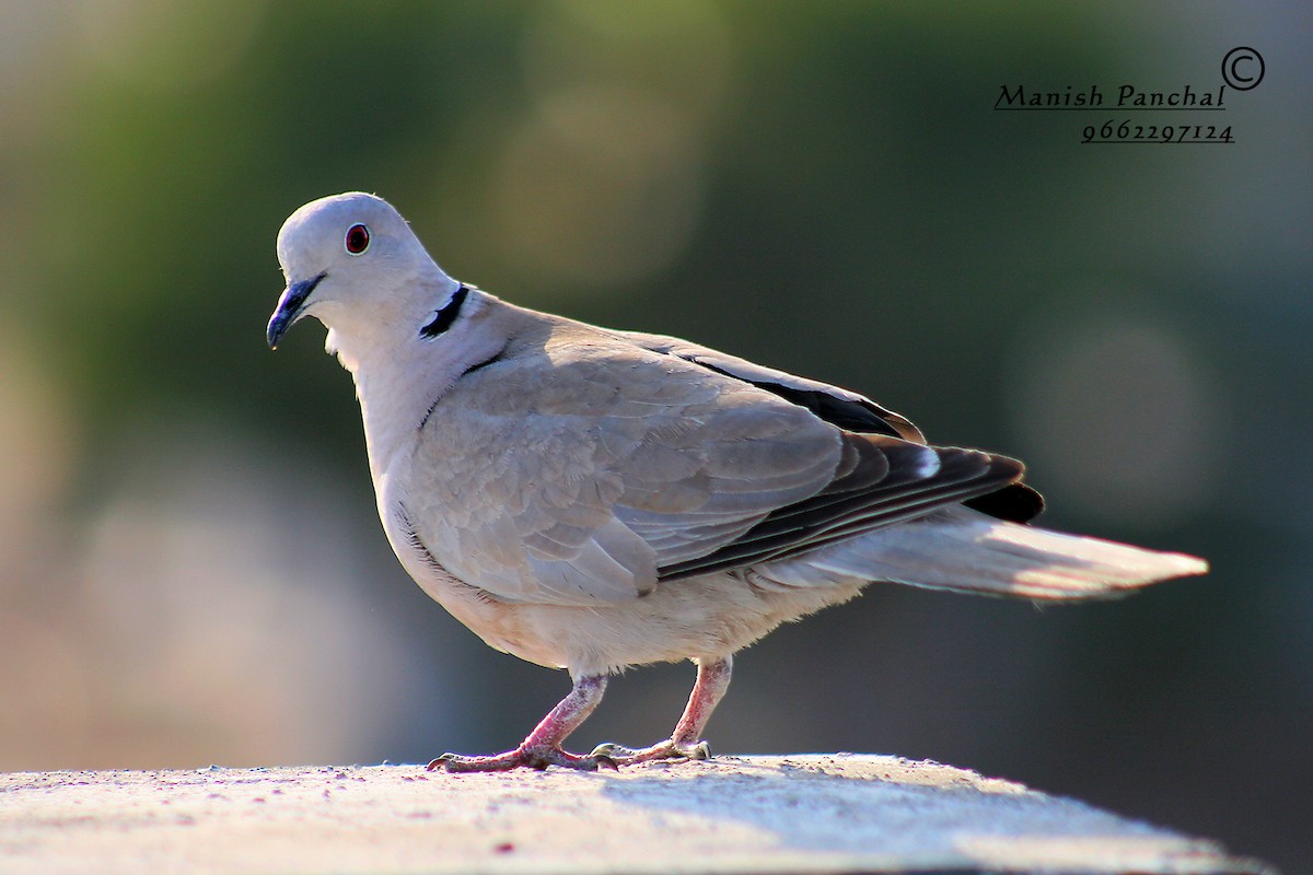 Eurasian Collared-Dove - Manish Panchal