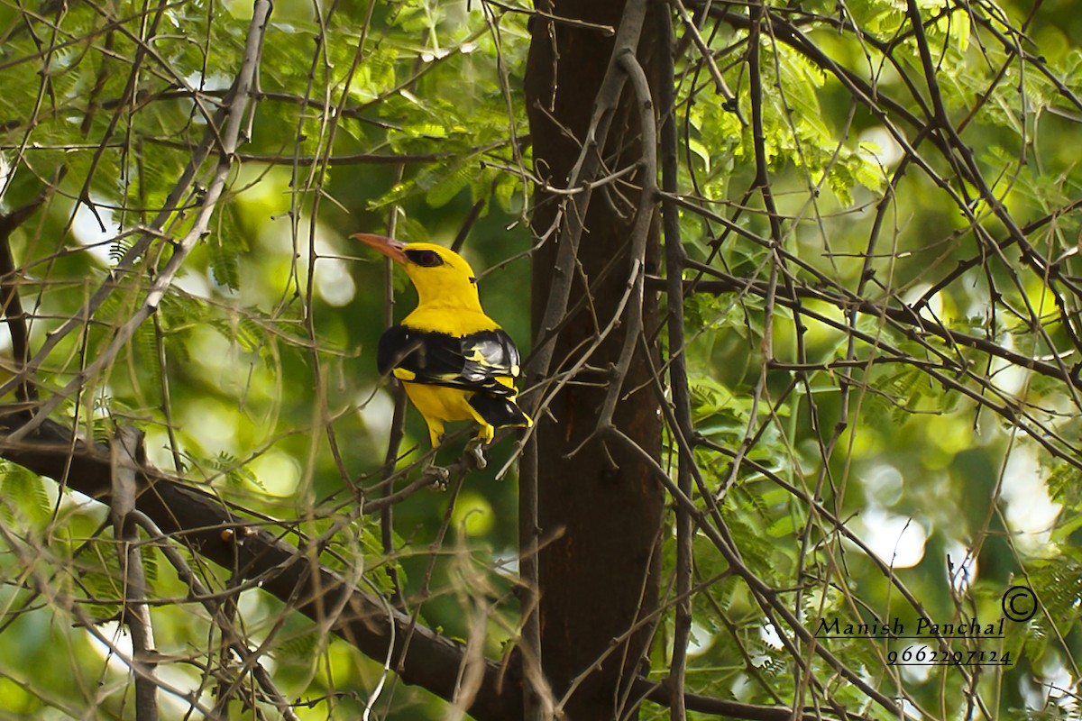 Indian Golden Oriole - ML205939351