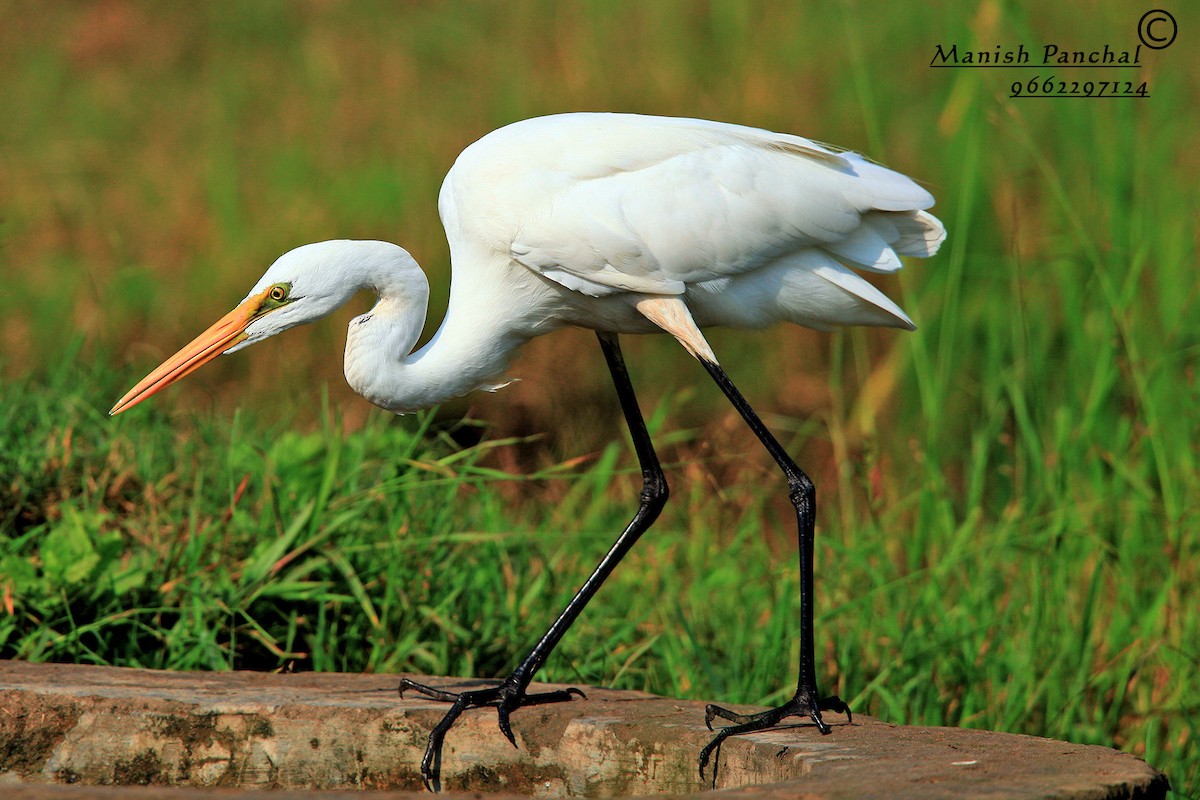 Great Egret - Manish Panchal
