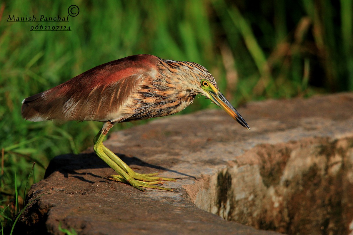 Indian Pond-Heron - Manish Panchal